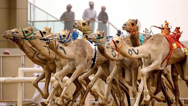 رئيس الاتحاد المصري للهجن: إقامة مهرجان بالشراكة بين مصر والإمارات في هذا التوقيت.. «فيديو»