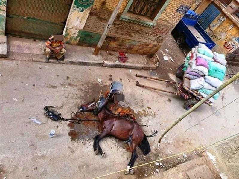 ضبط المتهم بضرب «حصان» بوحشية في الأقصر