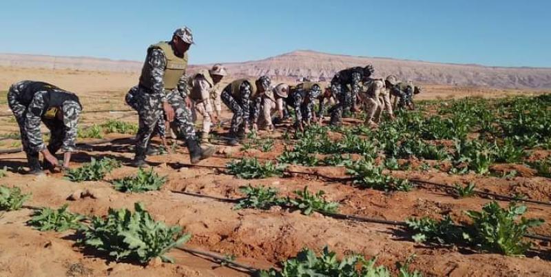 الجيش المصري وحملة مكبرة للقضاء على مزارع المخدرات