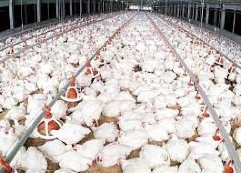 رئيس شعبة الدواجن: «طن الأعلاف بـ 20 ألف جنيه الآن والسعر الطبيعي لا يزيد عن 13 ألفًا»