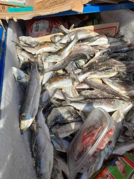 ضبط 3.5 طن أسماك مجمدة مجهولة المصدر بالقليوبية