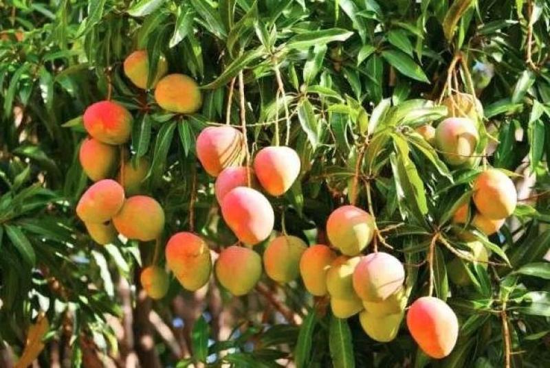 القرش: المانجو والزيتون أكثر المحاصيل الزراعية تأثرا بالتغيرات المناخية.. «فيديو»