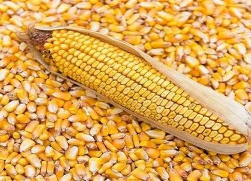 أسعار الذرة الصفراء اليوم الإثنين عند التاجر.. الطن بكام