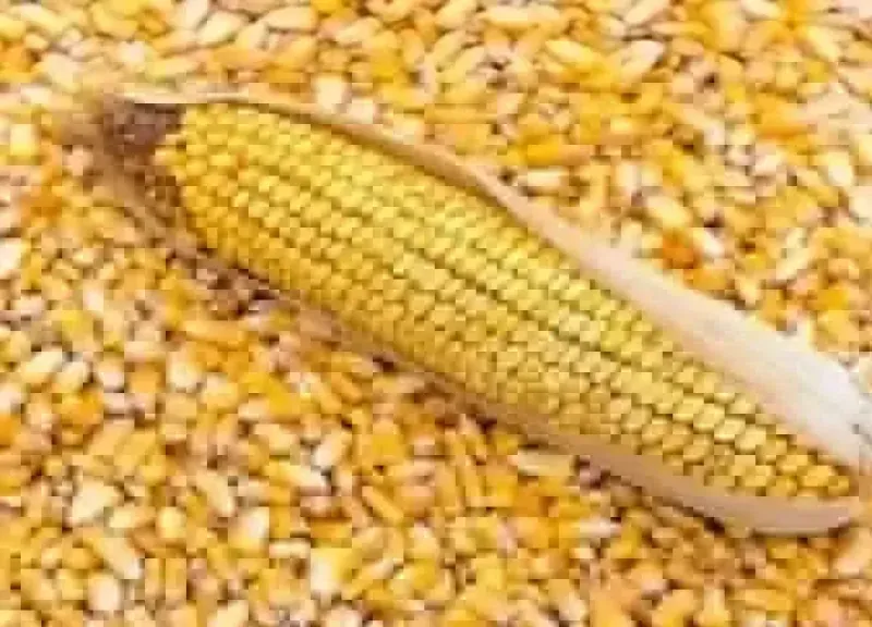 سعر طن الذرة الصفراء