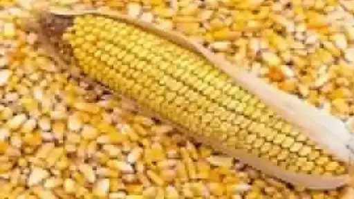 أسعار الذرة الصفراء اليوم الثلاثاء.. الطن عند التاجر... أسعار الذرة الصفراء اليوم الثلاثاء.. الطن عند التاجر بكام