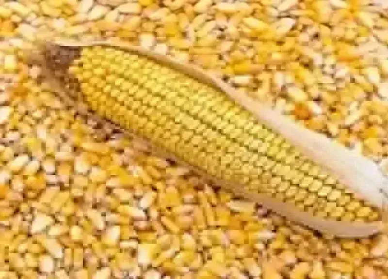 سعر طن الذرة الصفراء
