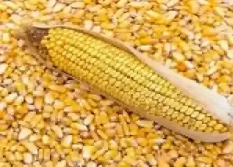 سعر طن الذرة الصفراء