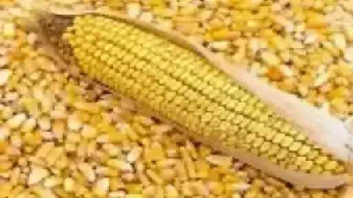 أسعار الذرة الصفراء اليوم الخميس.. الطن عند التاجر بكام