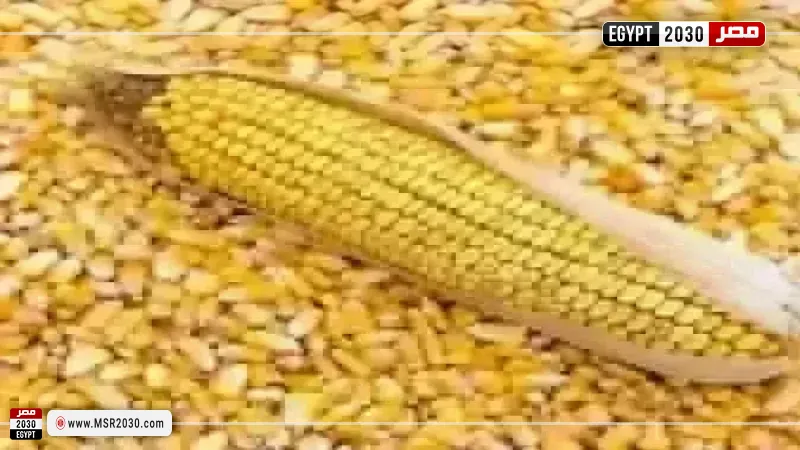 سعر طن الذرة الصفراء