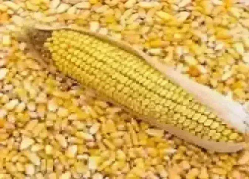 سعر طن الذرة الصفراء