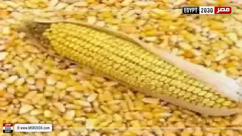 سعر طن الذرة الصفراء