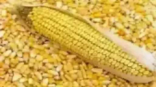 أسعار الذرة الصفراء اليوم الخميس.. الطن عند التاجر... أسعار الذرة الصفراء اليوم الخميس.. الطن عند التاجر بكام