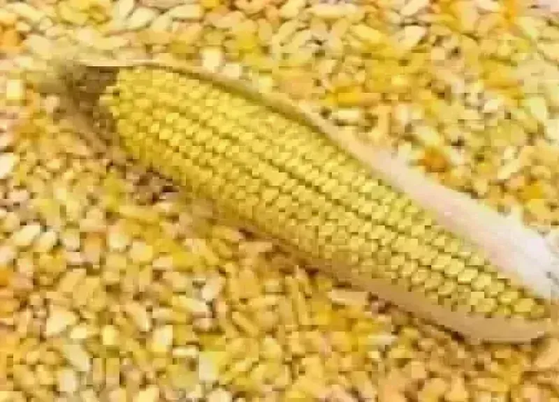 سعر طن الذرة الصفراء