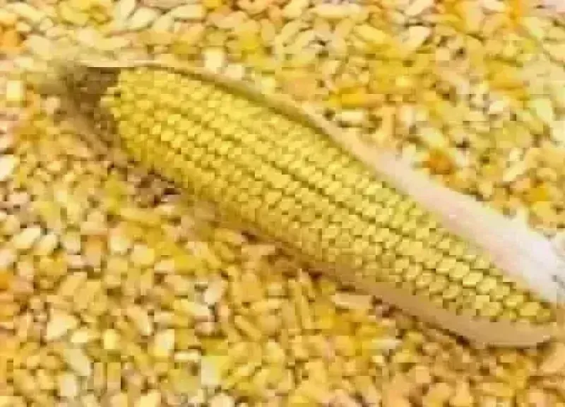 سعر طن الذرة الصفراء