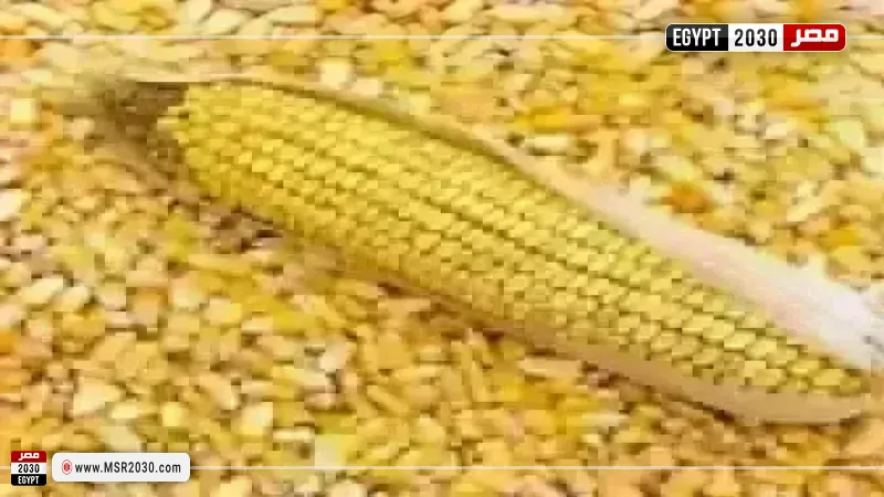 سعر طن الذرة الصفراء