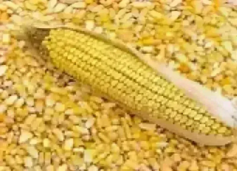 سعر طن الذرة الصفراء
