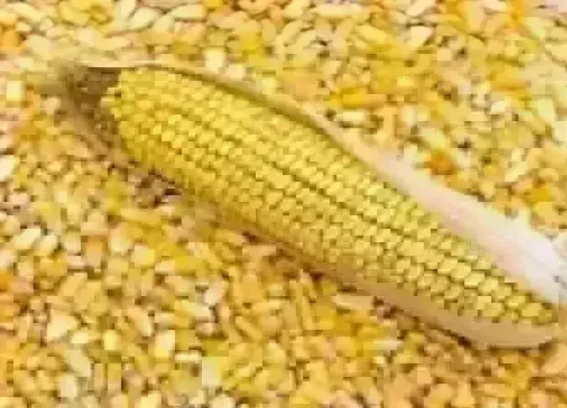سعر طن الذرة الصفراء