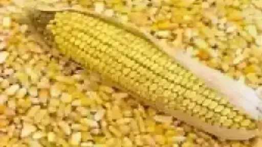 أسعار الذرة الصفراء اليوم الثلاثاء .. الطن عند التاجر بكام