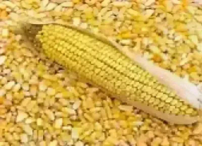 سعر طن الذرة الصفراء