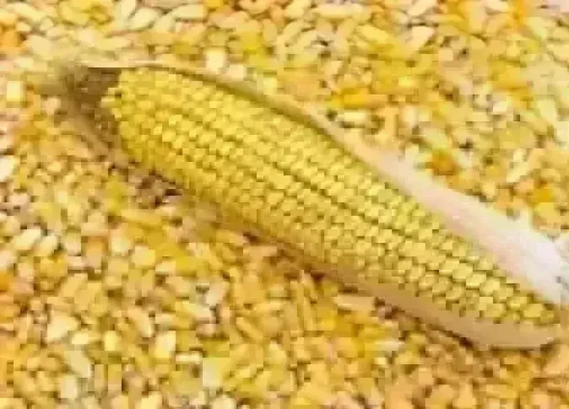 سعر طن الذرة الصفراء