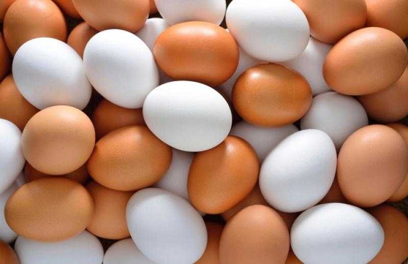 ثروت الزيني: هذا هو المحرك الرئيسي لسعر طبق البيض.. «فيديو»