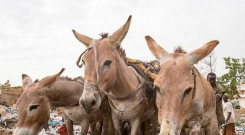 تفاصيل العثور على 100 حمار مذبوح في الفيوم.. فيديو