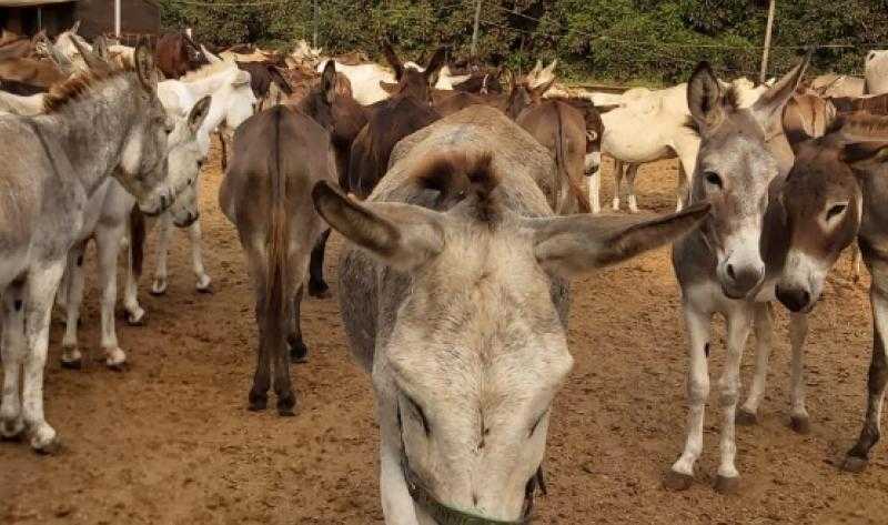 يُستخرج منها أدوية لعلاج السرطان.. مفاجأة بشأن سعر جلود الحمير