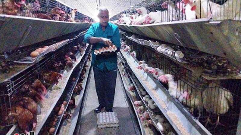 مشروع الـ30 مليون بيضة.. مُنتج استراتيجي في منافذ البيع للسوق المحلي