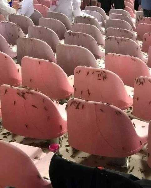 شاهد.. ماذا فعل «الجراد» في ملعب مباراة النصر بعد تسجيل رونالدو سوبر هاتريك