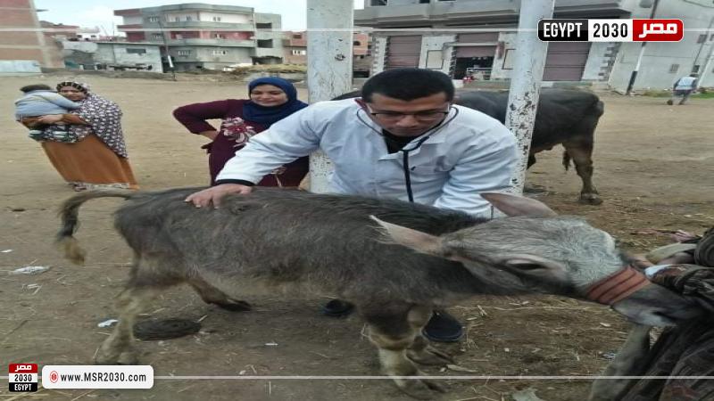 جامعة الزقازيق توجه قافلة بيطرية لقرية كفر أبو الديب مركز  الإبراهيمية بمحافظة الشرقية