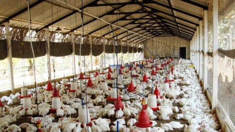 «الدولة قررت التدخل».. أحمد موسى يشيد بقرار تأجيل الضريبة العقارية على مزارع الدواجن