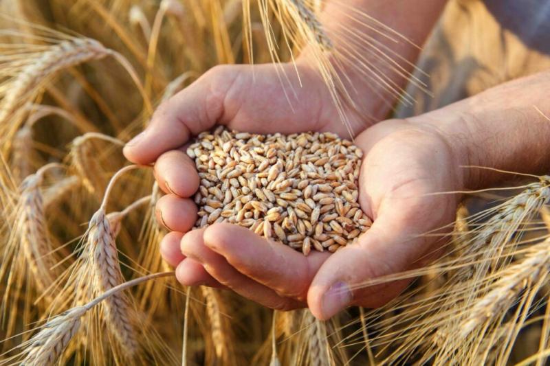  أزمة الغذاء العالمي