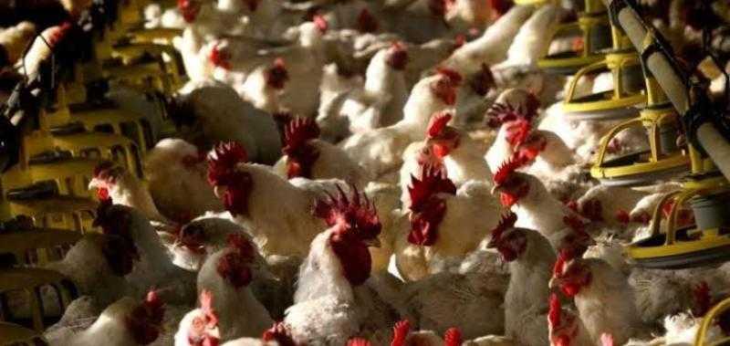 رئيس شعبة الدواجن: انخفاض في أسعار الدواجن خلال أيام