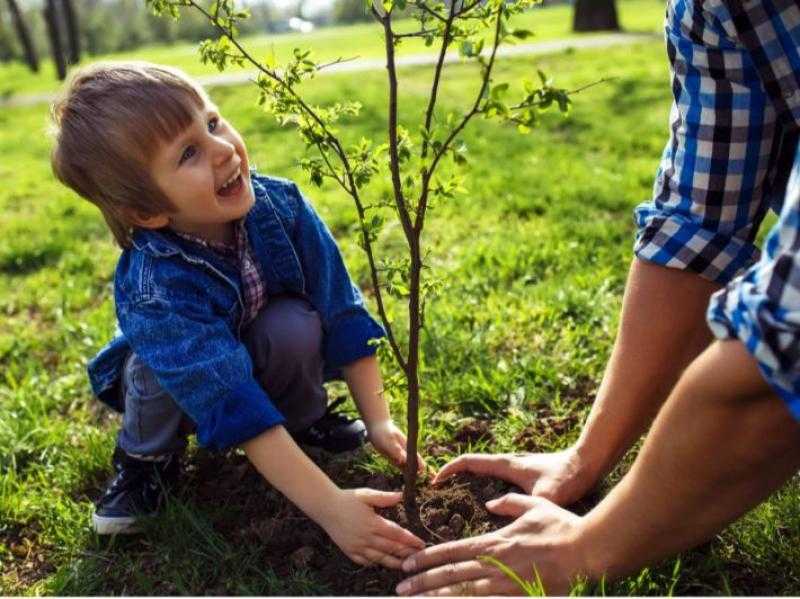 «شجرة لكل مواطن».. كيف تعود المساحات الخضراء بالنفع على صحة المواطن؟ - فيديو