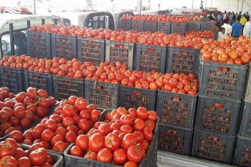 الزراعة: السعودية أكثر دولة تستورد محاصيل زراعية من مصر - فيديو