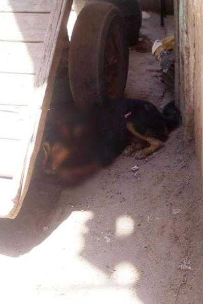 ضبط شخص يعذب كلبا بالكرباج في الجيزة