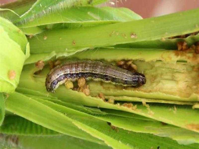 كيف تصدت الزراعة لـ دودة الحشد الخريفية في مصر؟.. فيديو