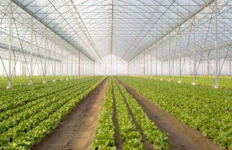 نقيب الزراعيين يُفجر مفاجأة بشأن أكبر مشروع للصوب الزراعية في مصر