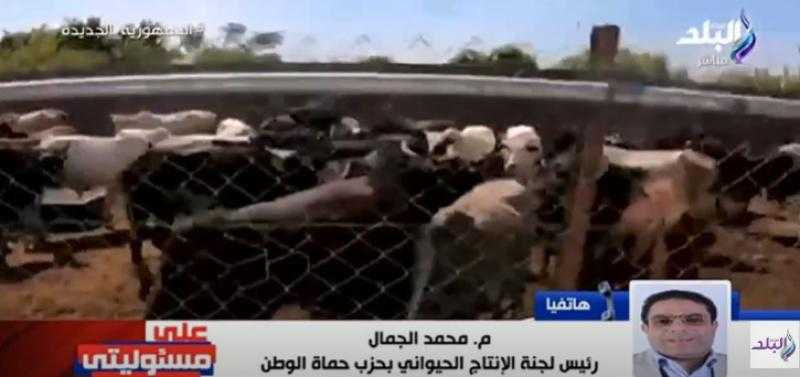 «حماة وطن»: لحوم الأبقار التشادية لا تختلف عن المصرية - فيديو