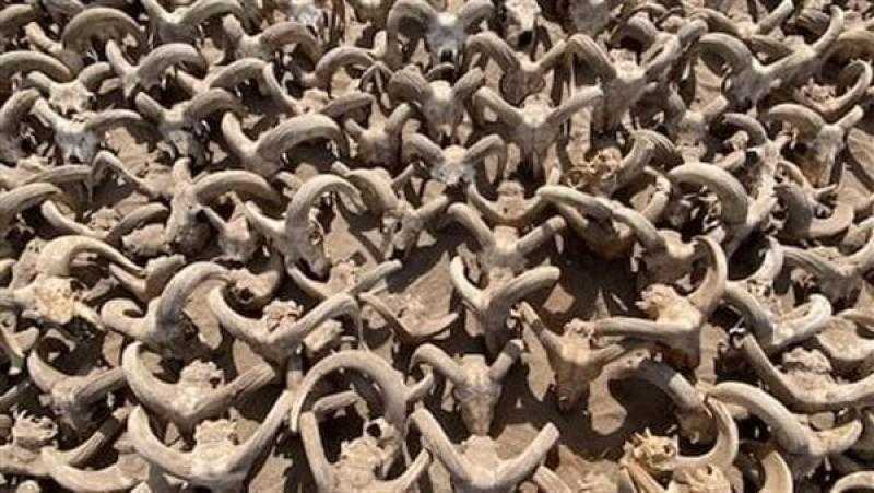 خبير أثري: اكتشاف 2000 من رؤوس الكباش هو الأهم خلال آخر 10 سنوات.. «فيديو»