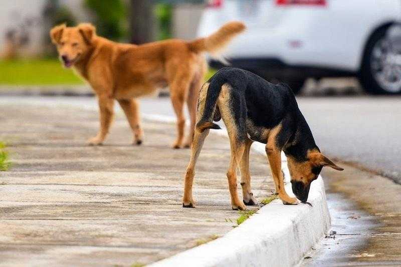 شاهد.. التفاصيل الكاملة لقانون حيازة الحيوانات الخطرة