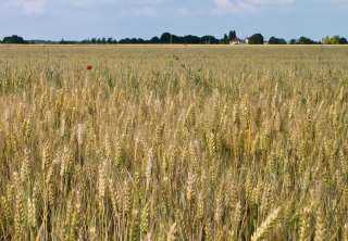 كيف أثر تغير المناخ على زراعة القمح؟