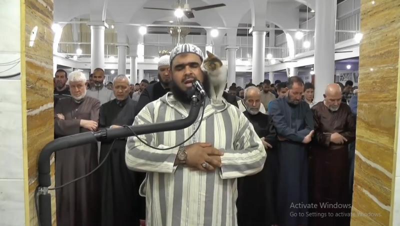 قطة تقف على كتف إمام