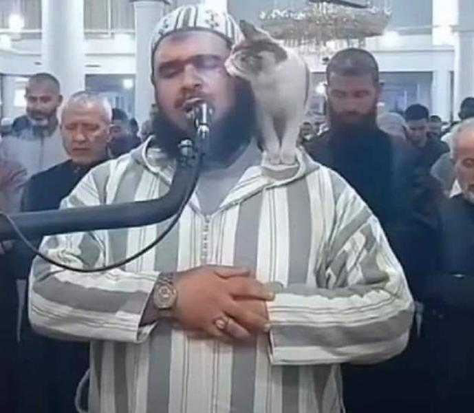 هل لمس وتقبيل القطة للإمام الجزائري أثناء صلاة التراويح تنقض الوضوء؟.. دار الإفتاء المصرية تجيب