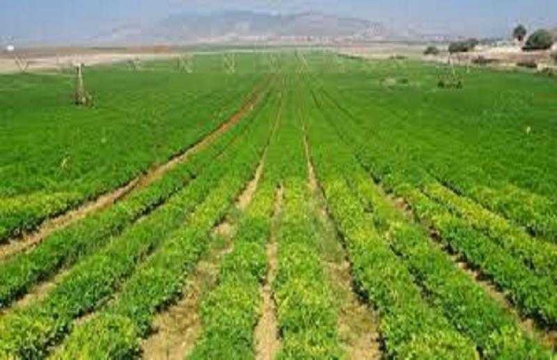 القرش: 15% من إجمالي الدخل القومي المصري مرتبط بقطاع الزراعة.. «فيديو»