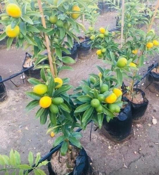 مشروع زراعة الأسطح