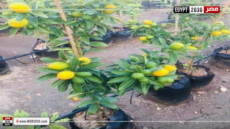 مشروع زراعة الأسطح