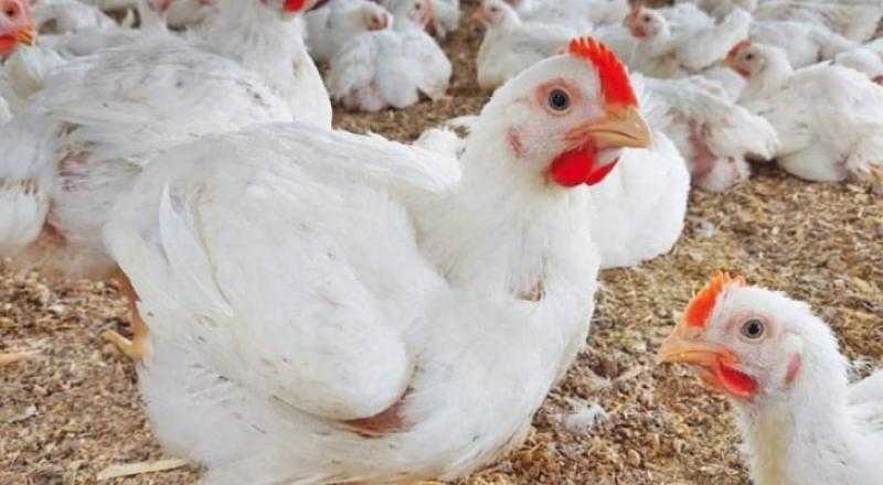 مستقبل صناعة الدواجن في مصر بعد ارتفاع أسعار الأعلاف
