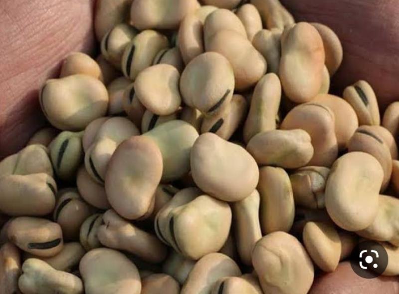 سعر الفول اليوم الأربعاء عند التاجر.. «بكام النهاردة»