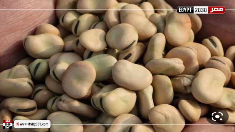 أسعار الفول اليوم